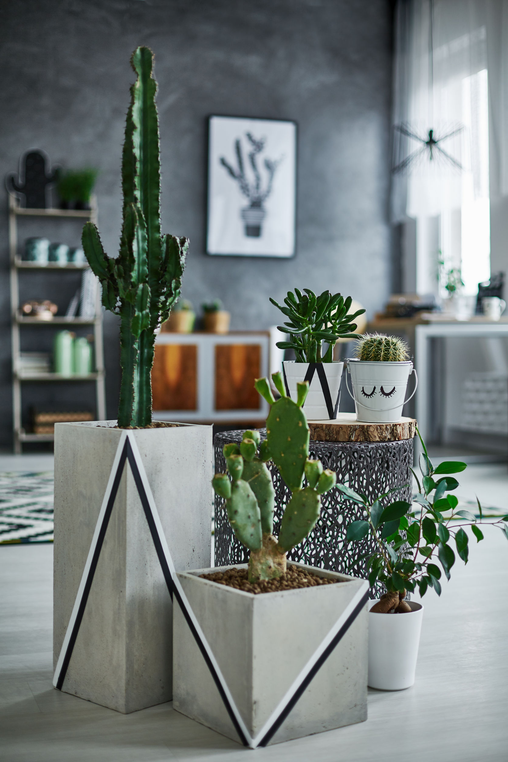 plantes vertes et cactus